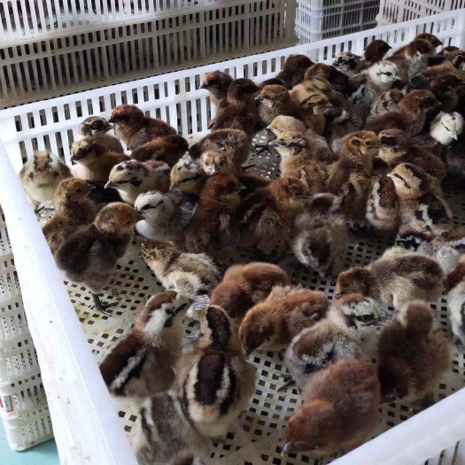 昆明 血毛土鸡苗  厂家直供 疫苗已打  全国可邮