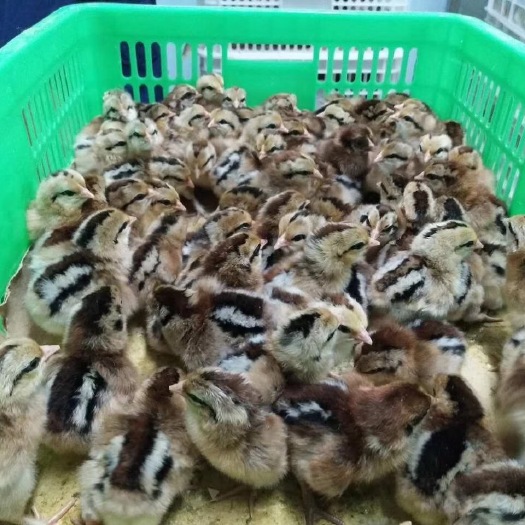 昆明 瑶鸡苗全国发货，活物到手，包打疫苗，假一赔十