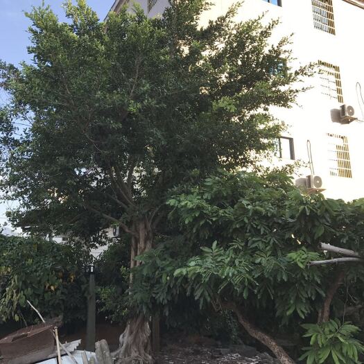 漳州 二十多年大榕树低价出售，需要联系我xfl0596