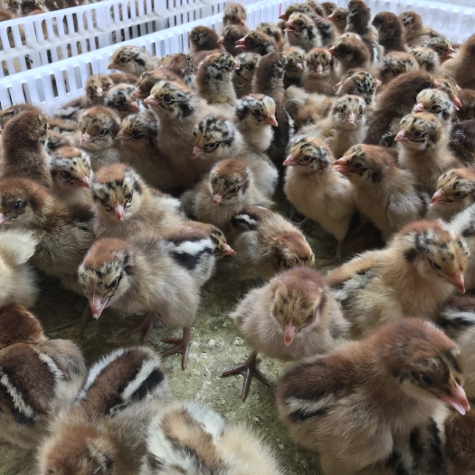昆明 青脚麻鸡苗 厂家直供 质量可靠 疫苗已打
