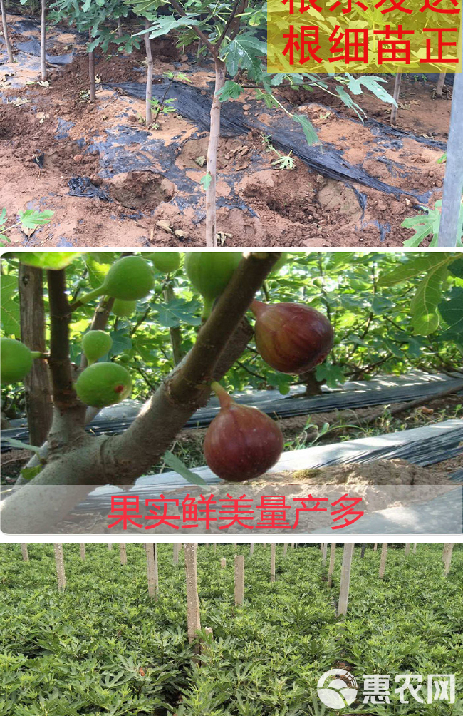 布兰瑞克苗 布兰瑞克无花果苗1-3年苗基地直供