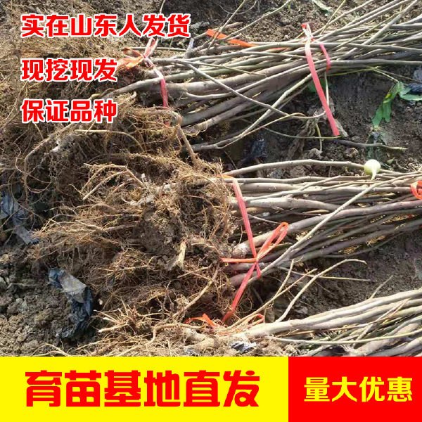  波姬红无花果苗1-3年苗基地直供