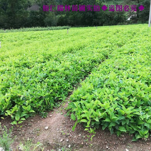 桓仁县五味子苗