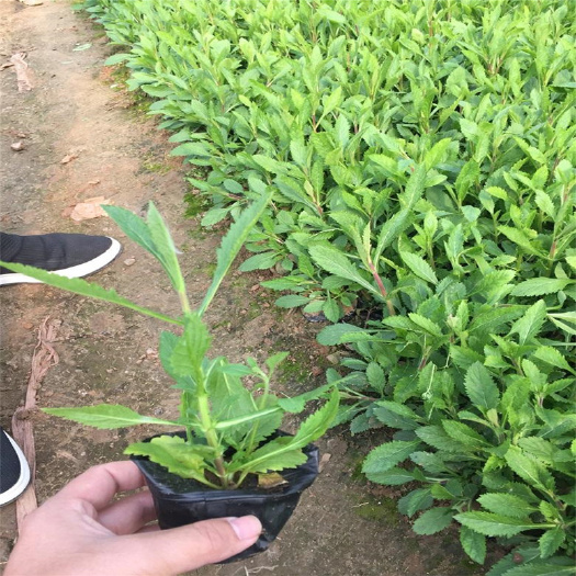 青州市 多年生草本植物柳叶马鞭草杯苗 宿根花卉基地量大从优马鞭草种子
