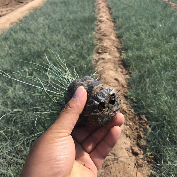  天蓝色花卉蓝羊茅 冬季耐寒花卉蓝绒草 销量好的蓝羊茅