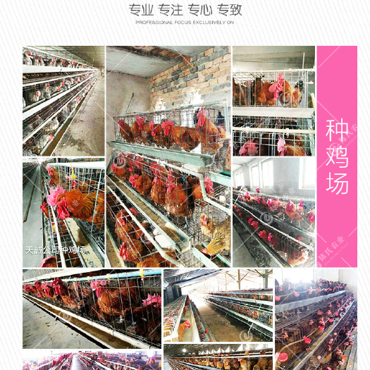 昆明 云南省麻鸡苗批发