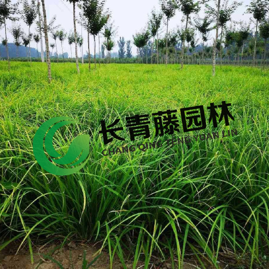 崂峪苔草,地栽苗,容器苗,种苗,种子,一站购齐!