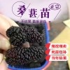 博野县 桑树苗