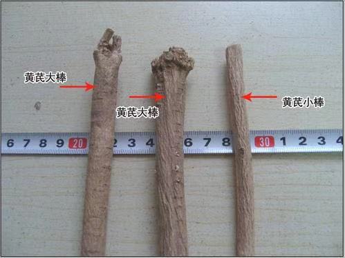 白皮芪  黄芪大棒陇西黄芪正北芪纯无硫正北芪2021年新货欢迎