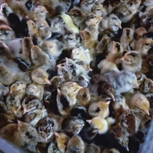 进贤县青脚土鸡苗 混合苗5月31日有货