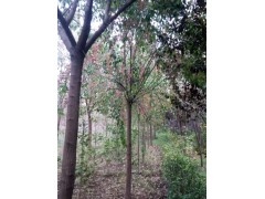 博野县 丝棉木价格及种植技术