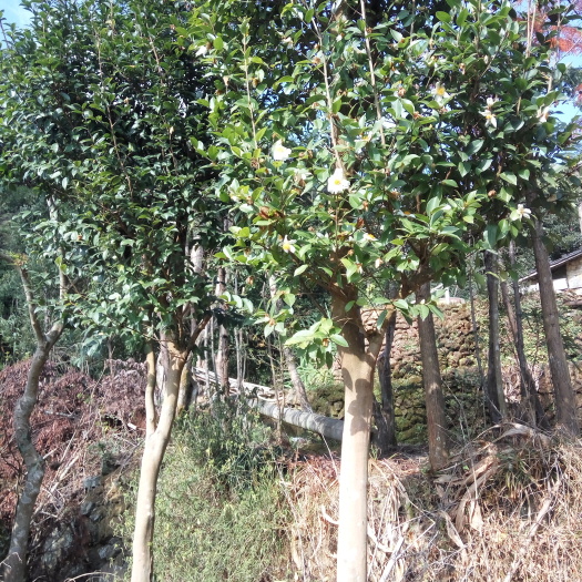 信宜市四季桂，桂花树