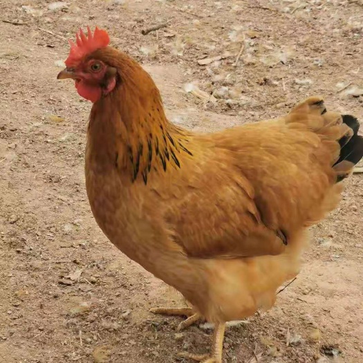 昆明 文昌鸡苗 厂家直销 一手货源