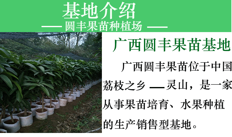 马来西亚一号菠萝蜜苗 马来西亚一号菠萝苗 四季有果果实硕大杯苗营养丰富包邮