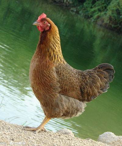 昆明 清远麻鸡苗  厂家直销 货源稳定