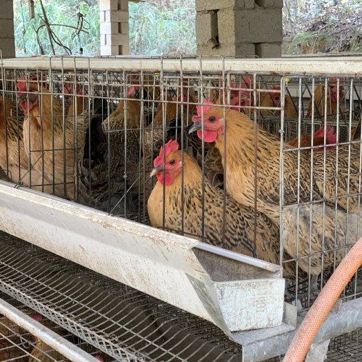 昆明 青脚土鸡苗  厂家直销 一手货源