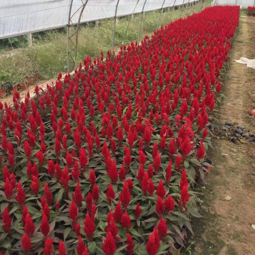 青州市世纪   红叶鸡冠花   基地直销  红叶鸡冠花自产自销