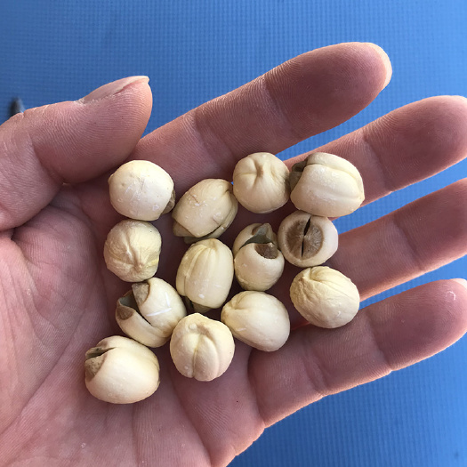 广昌县君志 广昌带芯白莲子干货批发 带芯莲子 新货干度好