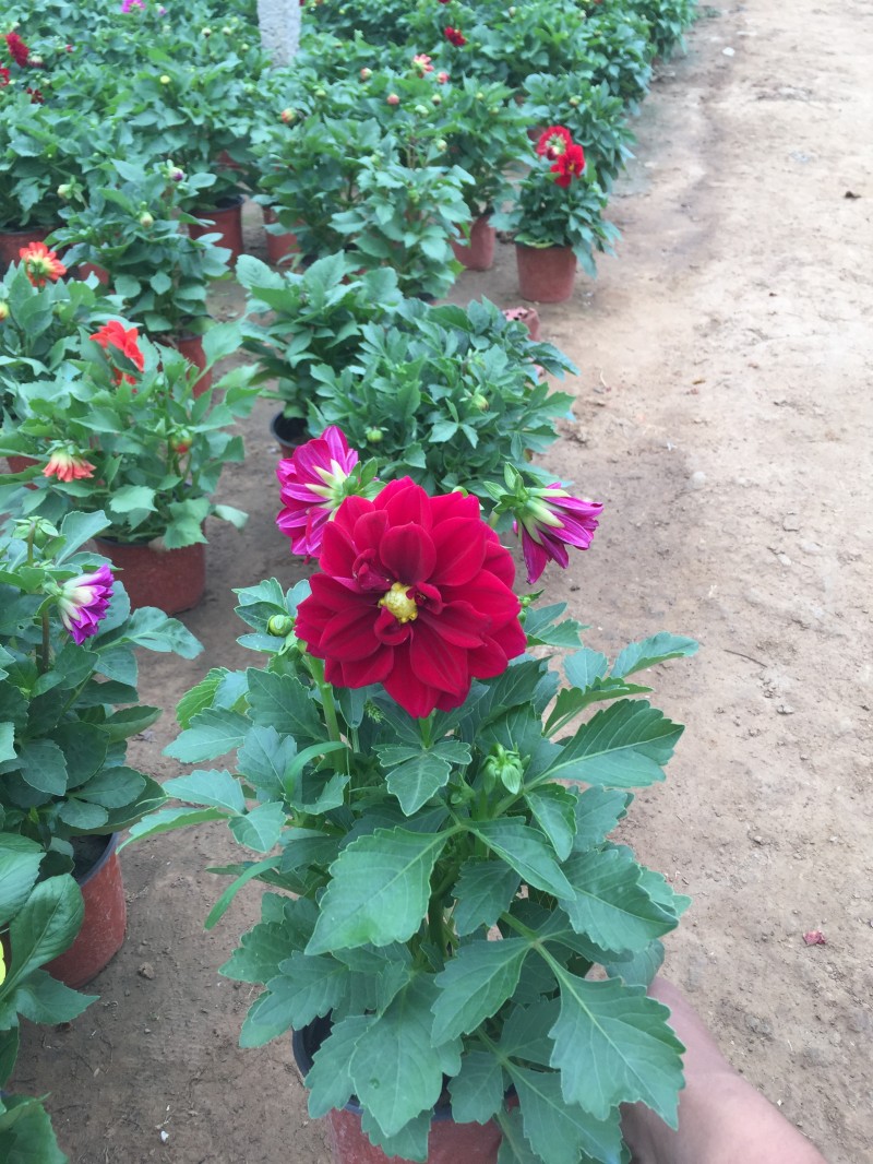 青州市小丽花种子  小丽花自产自销  小丽花种植基地