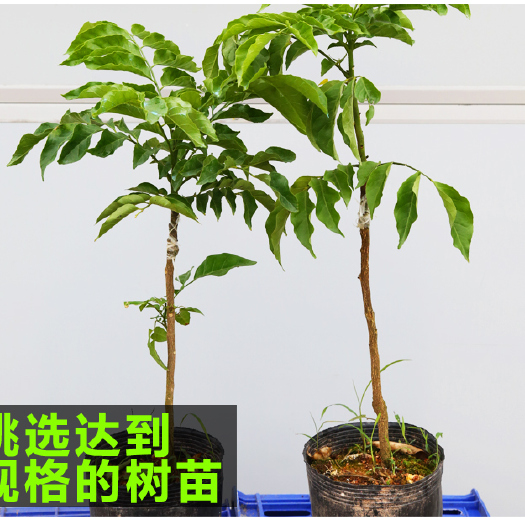 灵山县鸡心黄皮苗 黄皮树苗嫁接大鸡心无核黄皮苗盆栽地栽南北方种植果树苗当年结果
