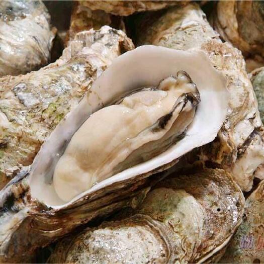 湛江湛江牡蛎 湛江生蚝批发零售|50公斤起售包邮-要多的可以私聊