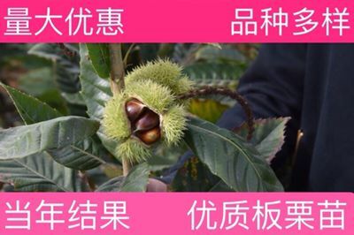  沂蒙板栗苗 基地直销优质一级苗 南北方种植 包邮