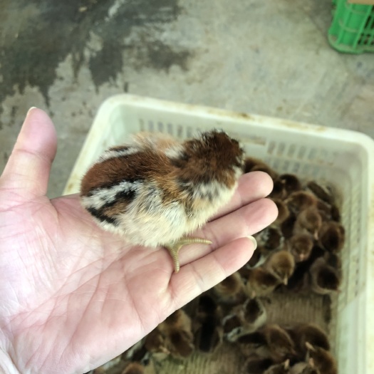 重庆市 广东清远鸡苗，大种清远母鸡鸡苗。
