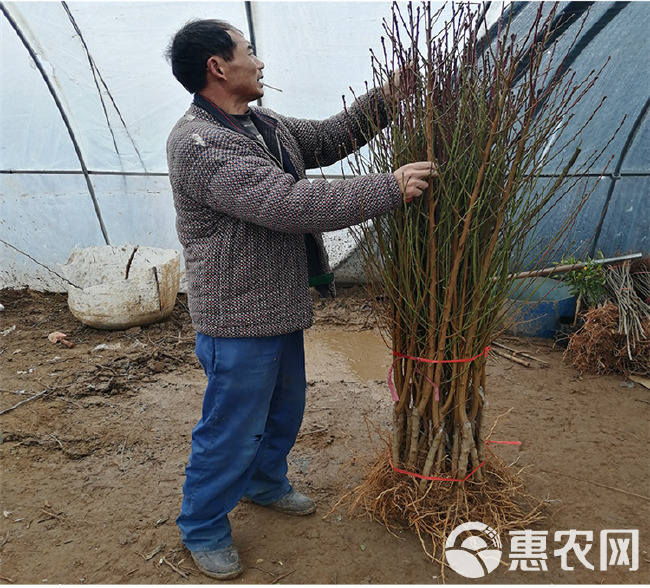  中华寿桃桃树苗 基地直销优质一级苗 南北方种植 包邮