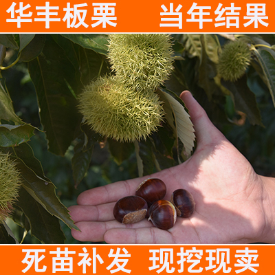平邑县 华丰板栗苗 基地直销优质一级苗 南北方种植包邮包成活