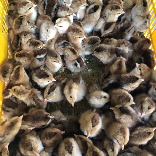 重庆市 k9麻黄鸡苗，882鸡苗，包打疫苗。