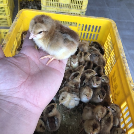 重庆市 清远麻鸡苗，清远麻土鸡苗，清远麻出壳苗。