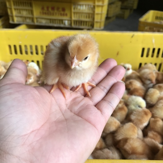重庆市 海兰褐壳蛋鸡苗，高产蛋鸡苗，年产蛋320枚