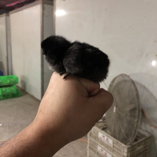 重庆市 脱温绿壳蛋鸡苗，疫苗全接做完。
