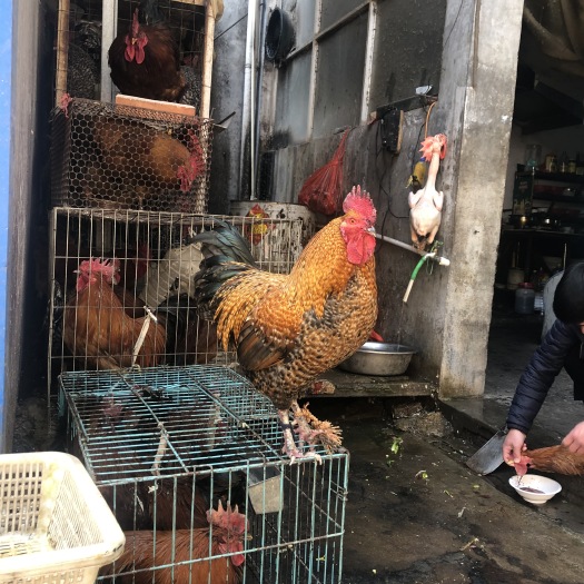 重庆市 芦花鸡苗，金芦花鸡苗