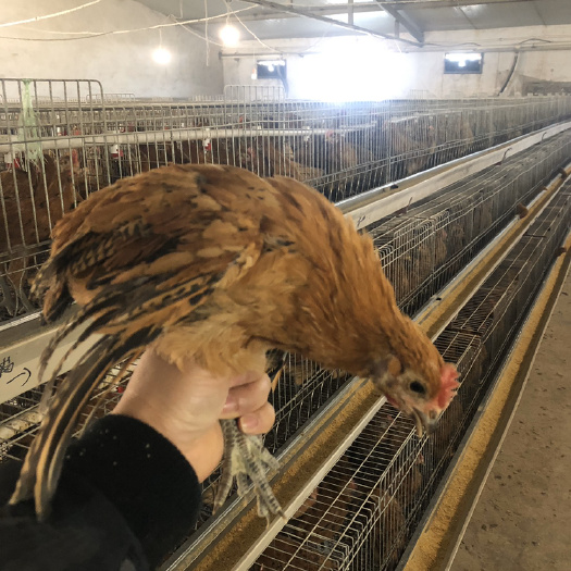 重庆市麻鸡苗   麻羽高产绿壳蛋鸡苗，绿壳率95%