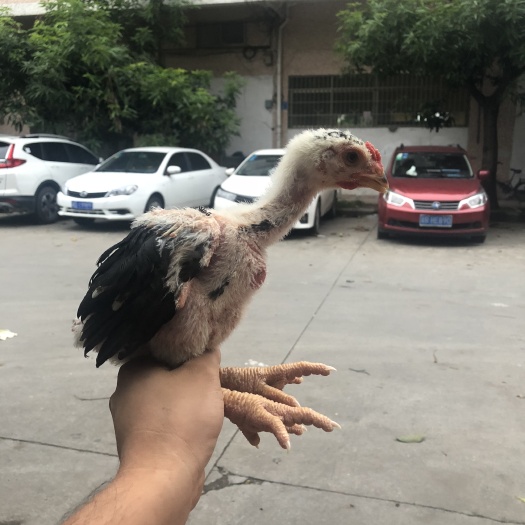 重庆市 东涛鸡苗，越南巨脚鸡苗，纯种大脚鸡苗