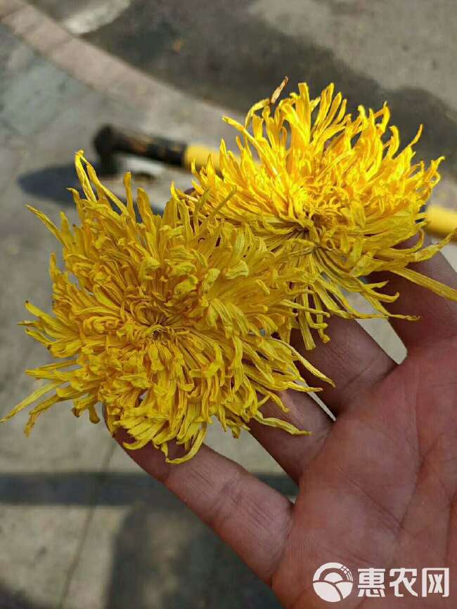 菊花茶  金丝皇菊基地直供 金丝黄菊包装盒 黄山大朵金丝皇菊