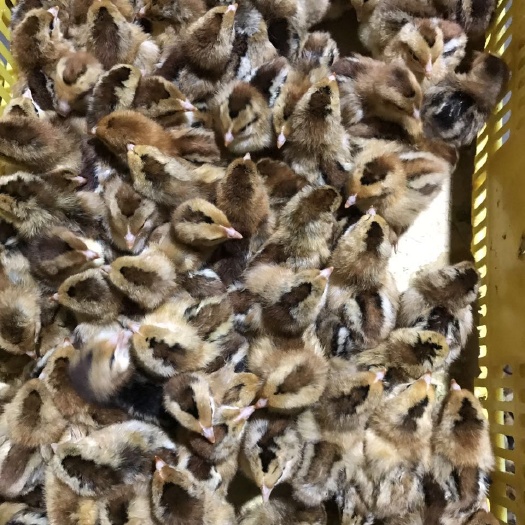 重庆市 南丹瑶鸡苗，青脚土鸡苗