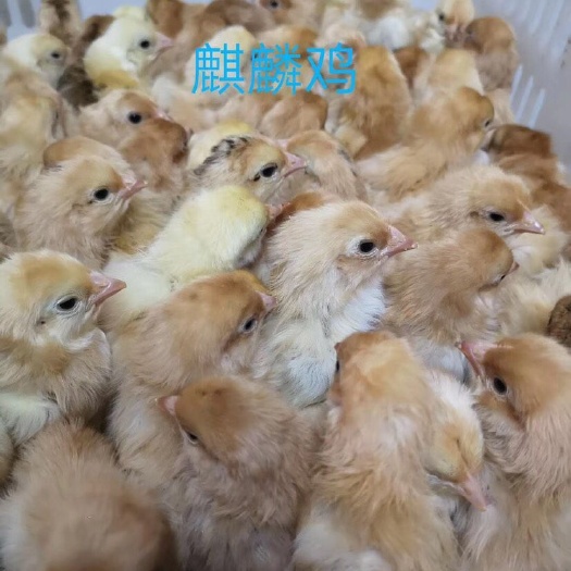 重庆市 麒麟鸡苗，翻毛鸡苗，卷毛鸡苗