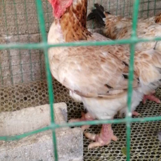 重庆市 东涛鸡苗，已接种全疫苗