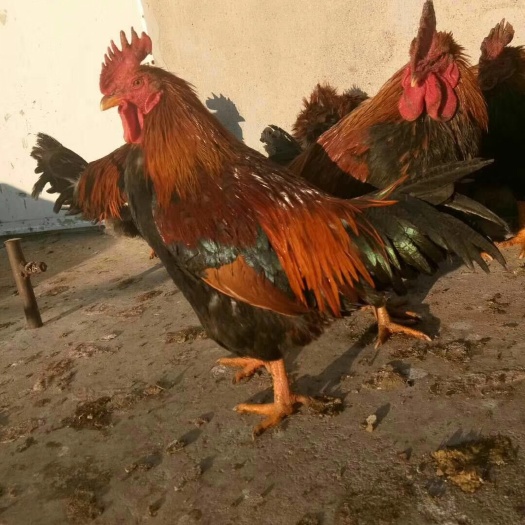 重庆市 清远麻鸡苗，清远麻土鸡苗（公苗）