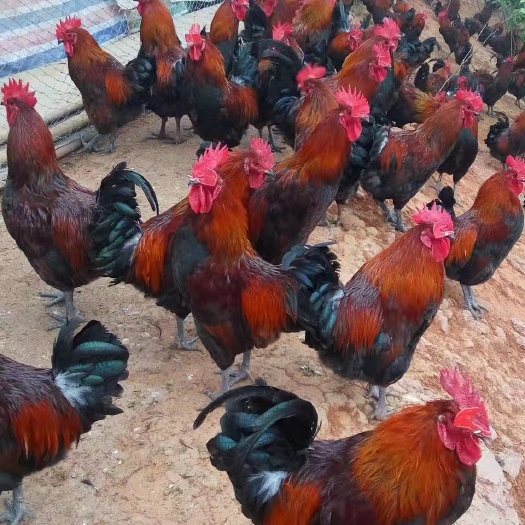重庆市 青脚土鸡苗，红毛公鸡苗，苗子质量好，毛色鲜艳。