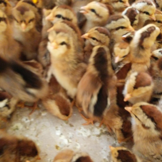 重庆市 清远麻鸡苗，清远麻土佳苗，清远麻出壳苗