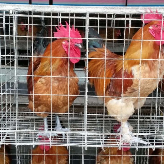 重庆市柴鸡苗，青脚土鸡苗，土鸡苗，厂家直销，包打疫苗