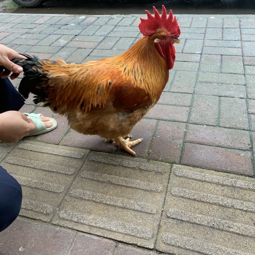 重庆市K9鸡苗  k901，K9麻黄鸡苗，882鸡苗，包运输