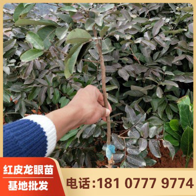 灵山县 龙眼苗哪里有卖  红皮龙眼苗价格 泰国红皮龙眼苗  基地批发
