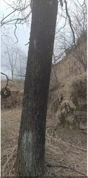 庆城县 家乡原生国槐