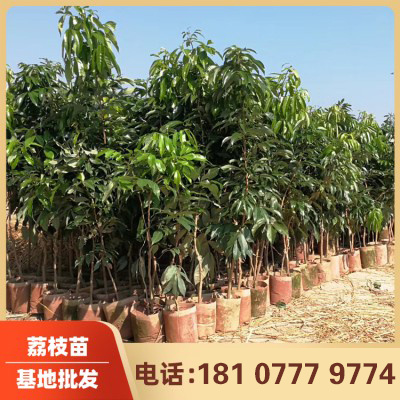 灵山县 无核荔枝苗小苗哪里有卖  _嫁接荔枝苗批发  基地发货