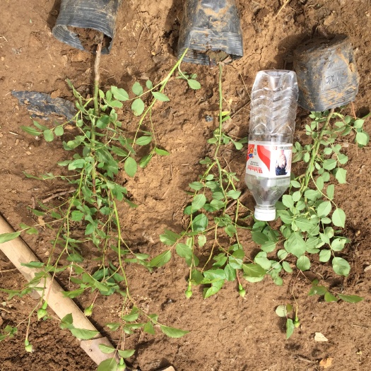 青州市红花蔷薇   大花蔷薇   三季红蔷薇基地直销
