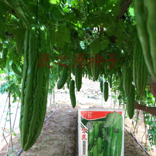 万蔬油身苦瓜种子瓜身油绿瓜型均匀商品率顺直美
